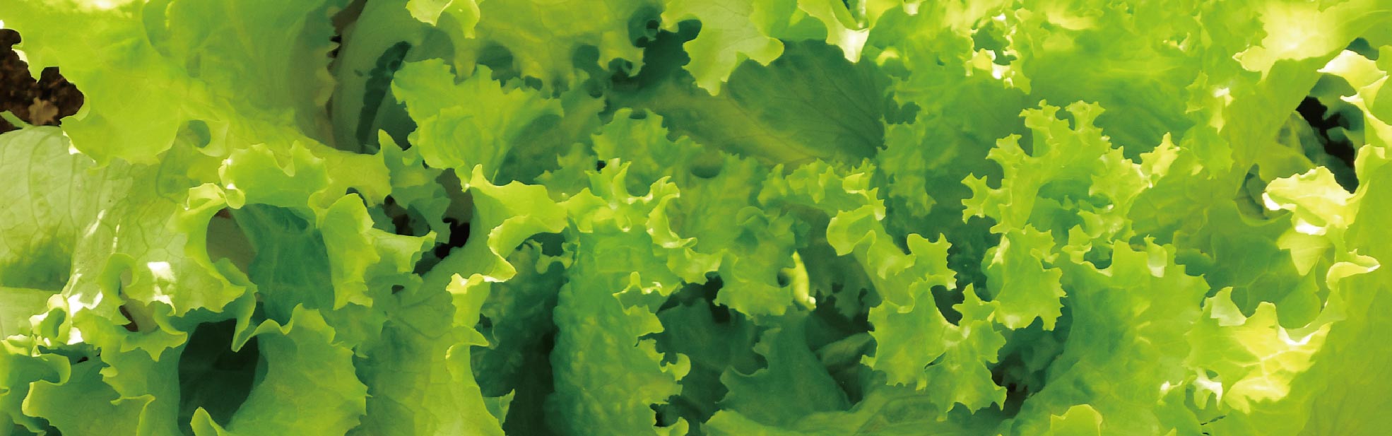 丸一青果の会社概要